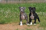 AMSTAFF  PUPPIES 255